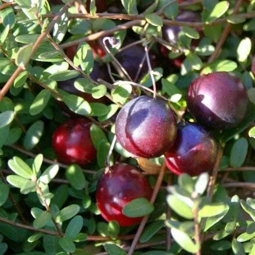 Cranberry Early Black