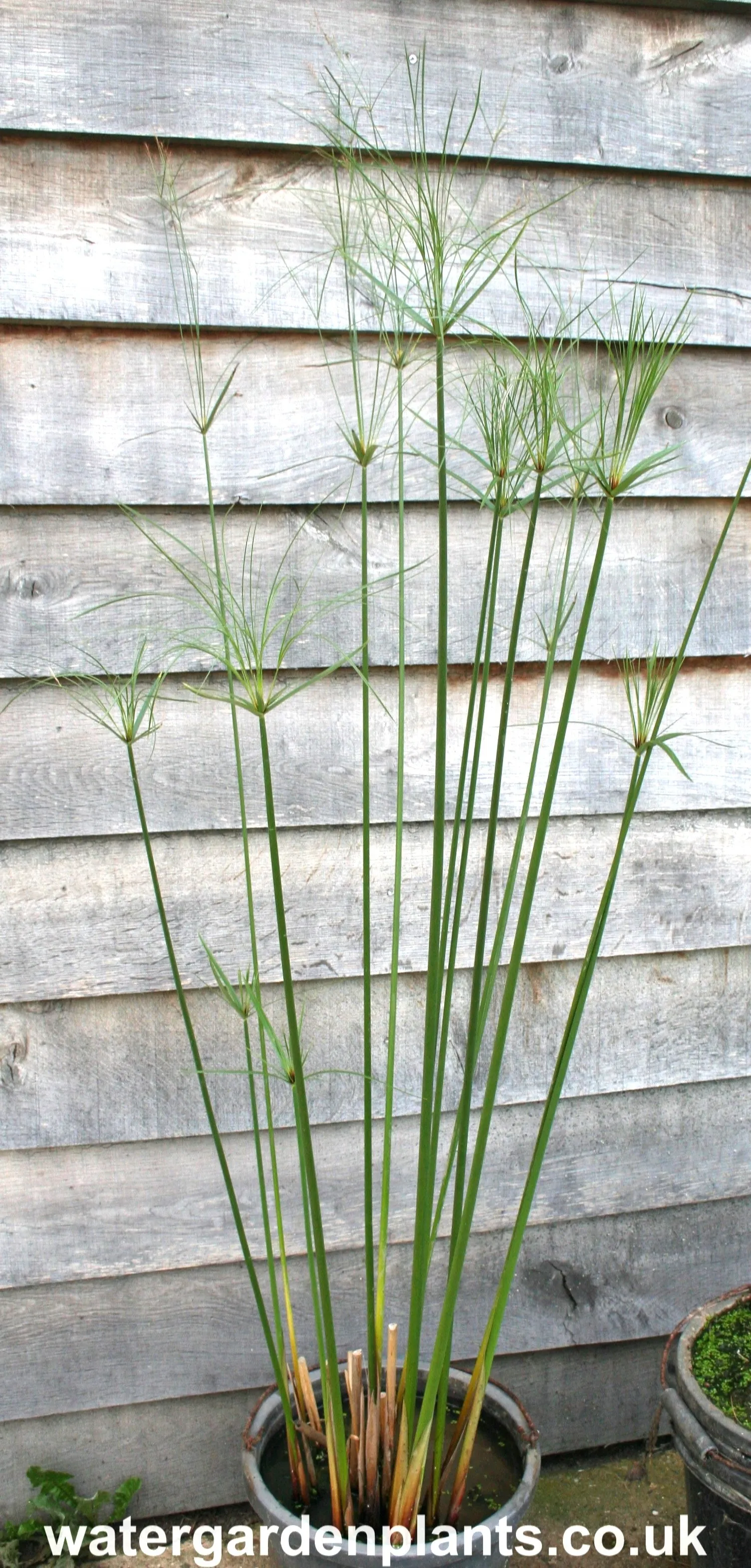 Cyperus giganteus - Mexican Papyrus (Rare Hardy Variety) - EXCLUSIVE