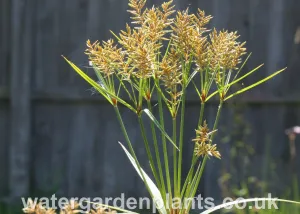 Cyperus giganteus - Mexican Papyrus (Rare Hardy Variety) - EXCLUSIVE