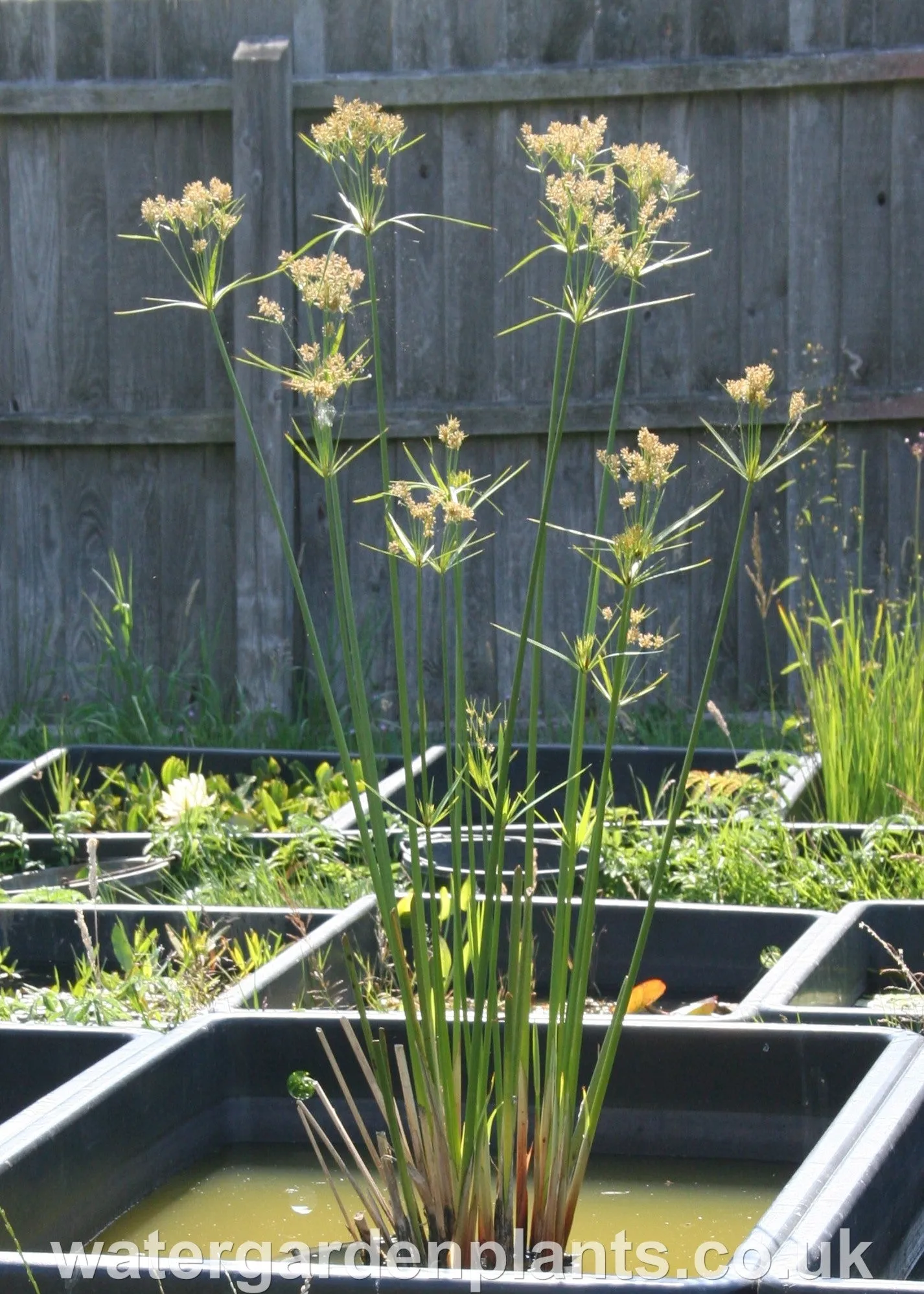 Cyperus giganteus - Mexican Papyrus (Rare Hardy Variety) - EXCLUSIVE