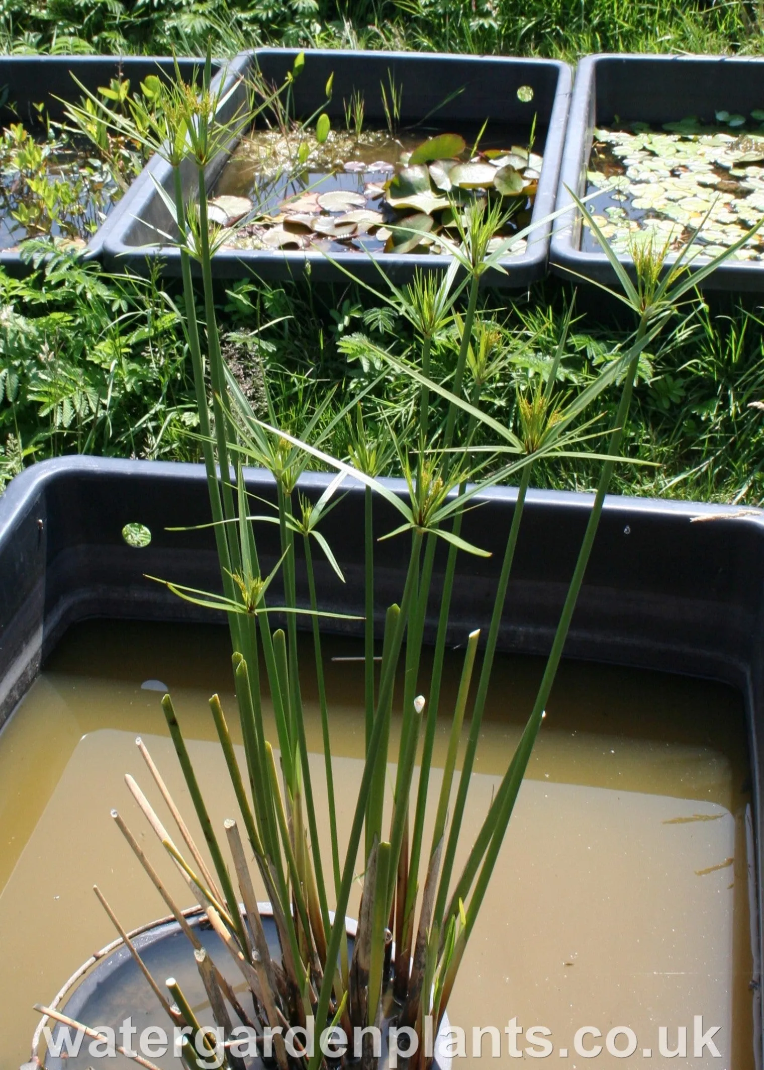 Cyperus giganteus - Mexican Papyrus (Rare Hardy Variety) - EXCLUSIVE