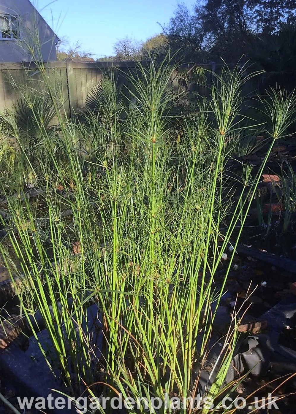 Cyperus giganteus - Mexican Papyrus (Rare Hardy Variety) - EXCLUSIVE