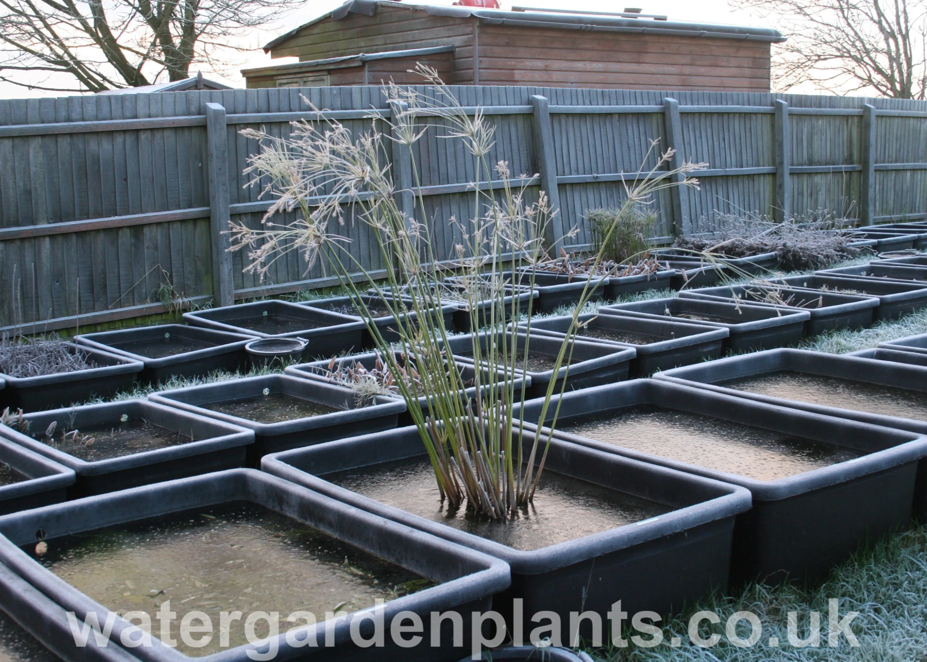 Cyperus giganteus - Mexican Papyrus (Rare Hardy Variety) - EXCLUSIVE