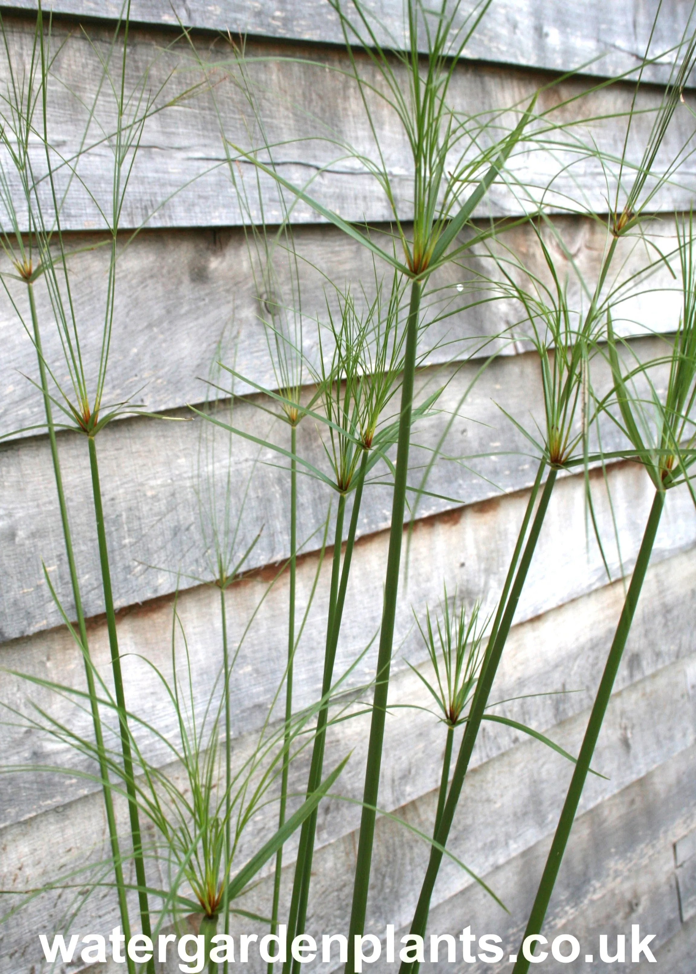 Cyperus giganteus - Mexican Papyrus (Rare Hardy Variety) - EXCLUSIVE